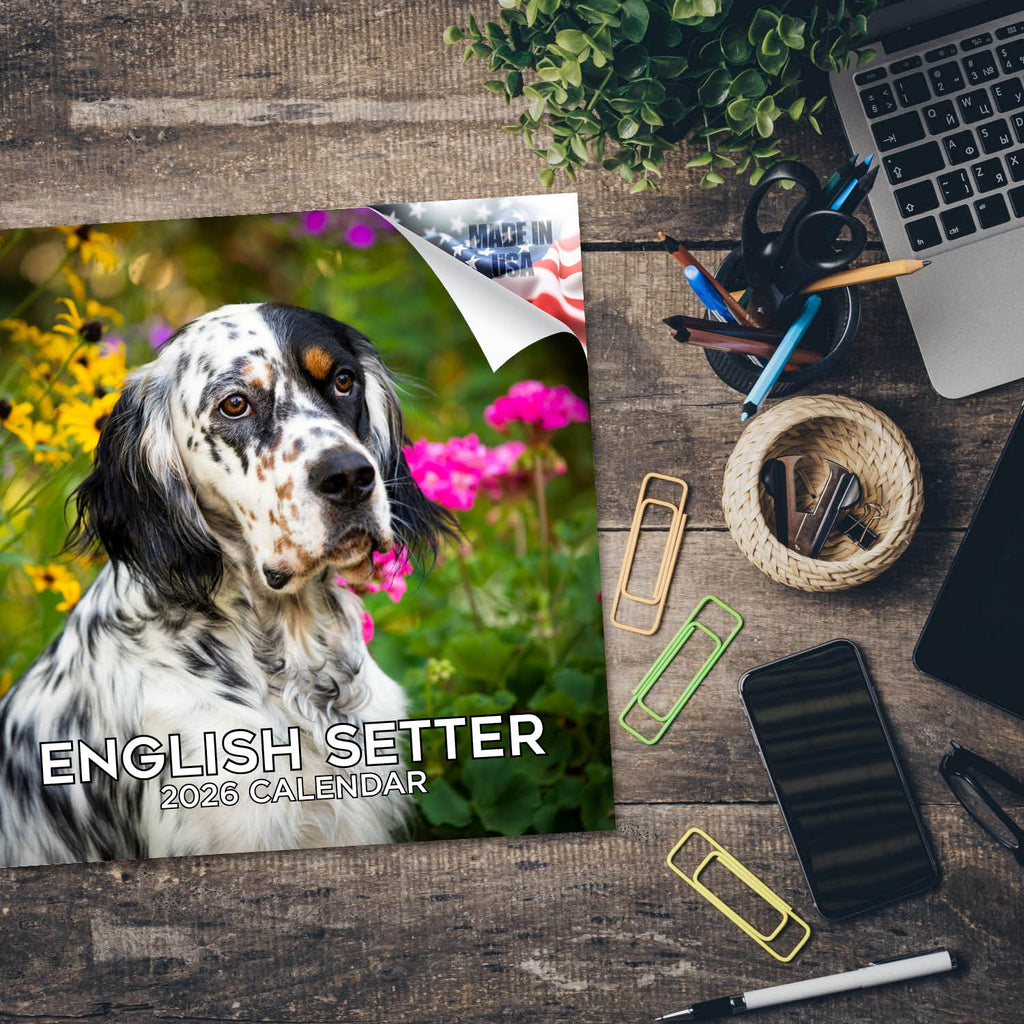 English Setter Wall Calendar 2026