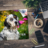 English Setter Wall Calendar 2026