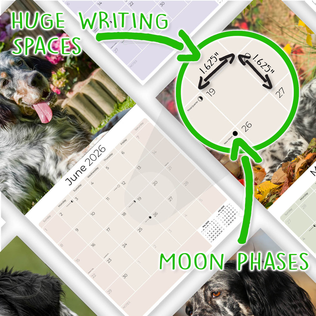 English Setter Wall Calendar 2026
