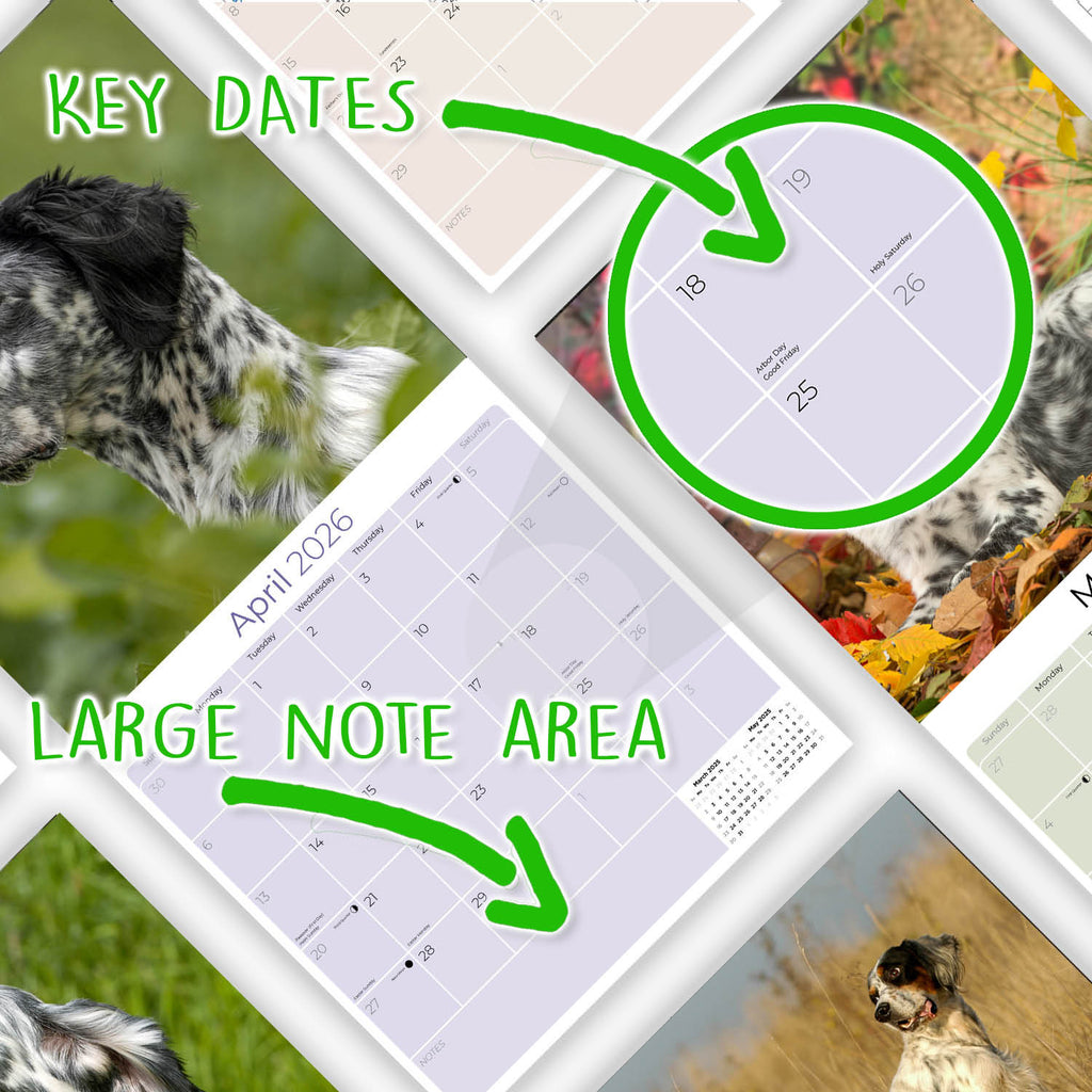 English Setter Wall Calendar 2026