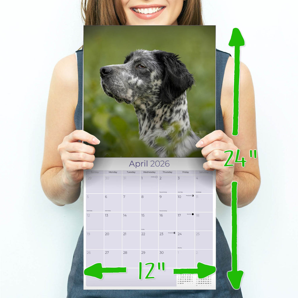 English Setter Wall Calendar 2026