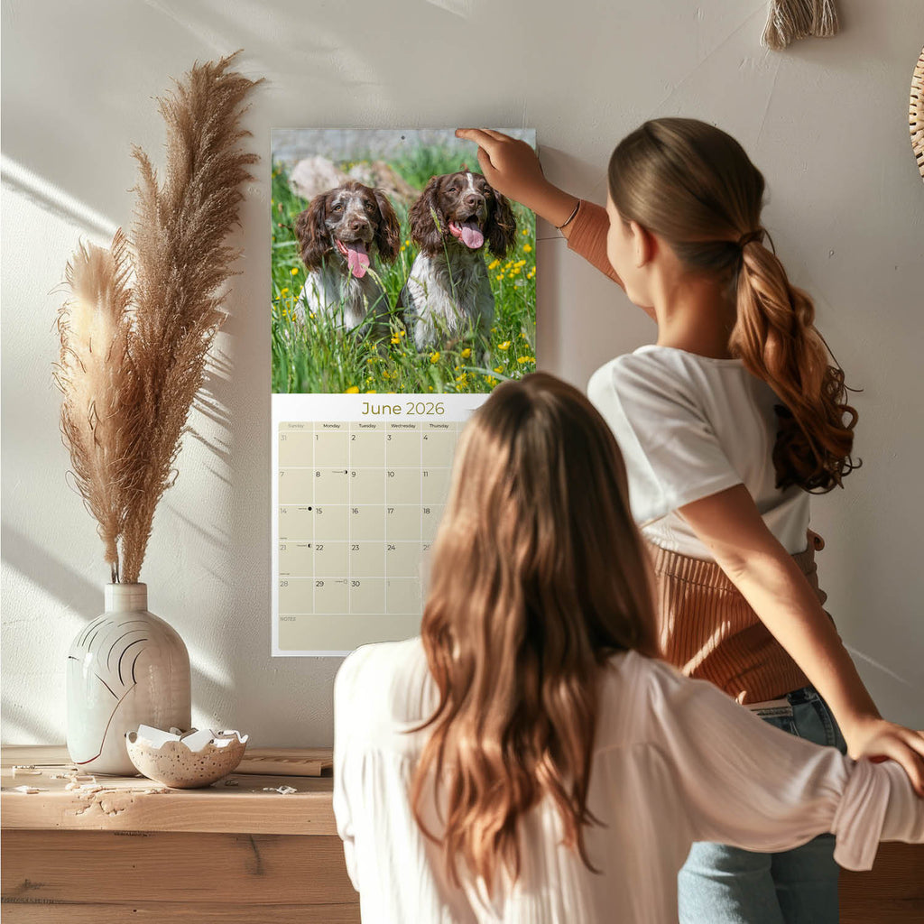 English Springer Spaniel (Euro) Wall Calendar 2026