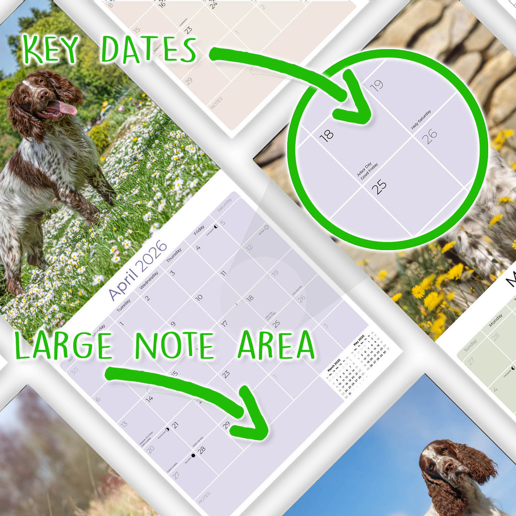 English Springer Spaniel (Euro) Wall Calendar 2026