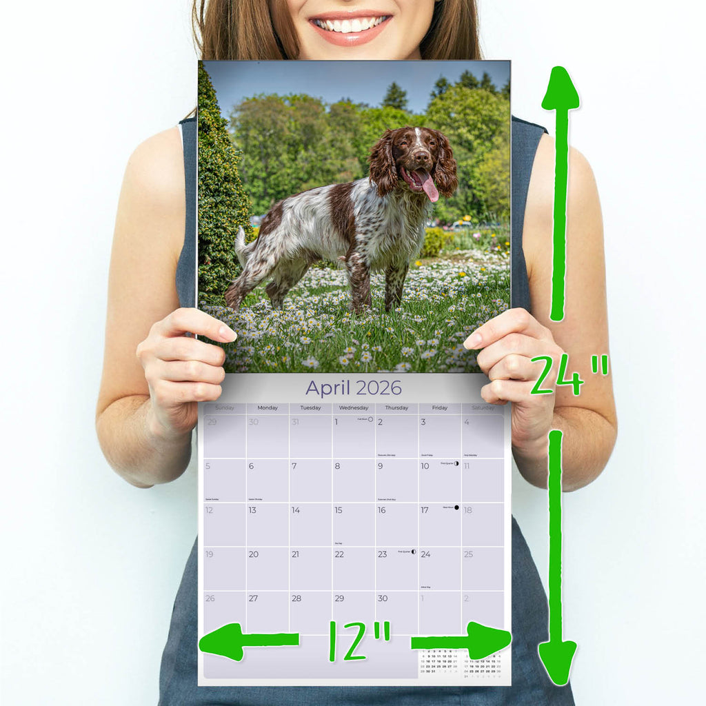 English Springer Spaniel (Euro) Wall Calendar 2026