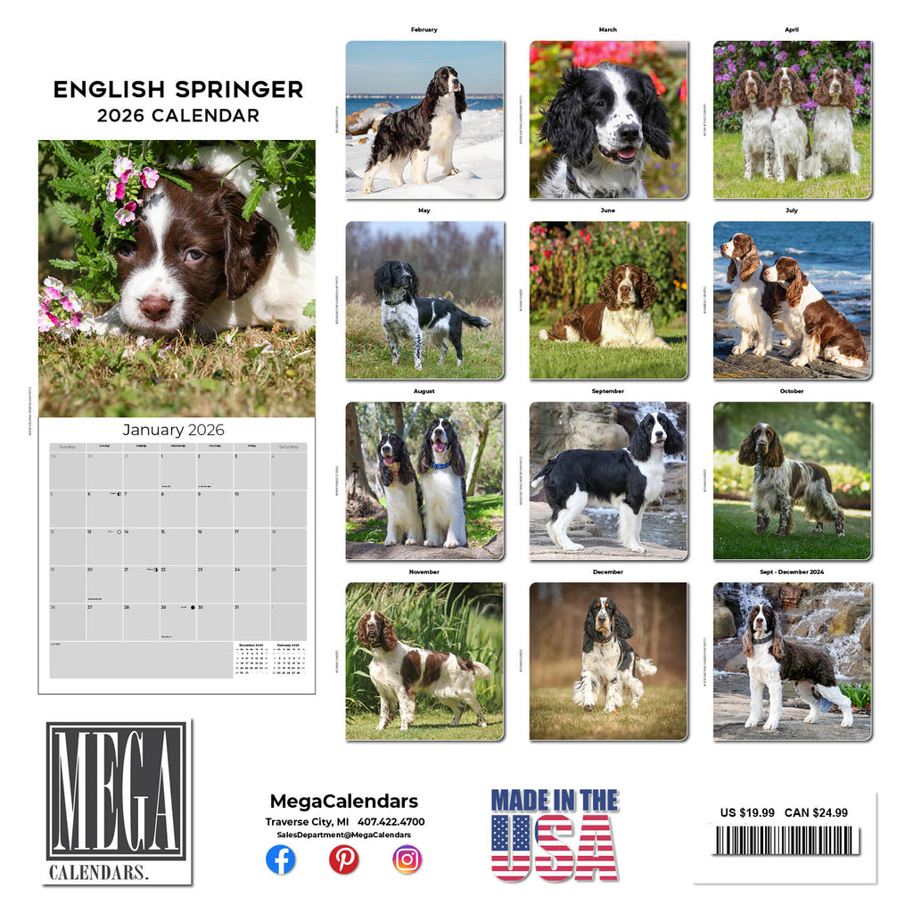 English Springer Spaniel (US) Wall Calendar 2026