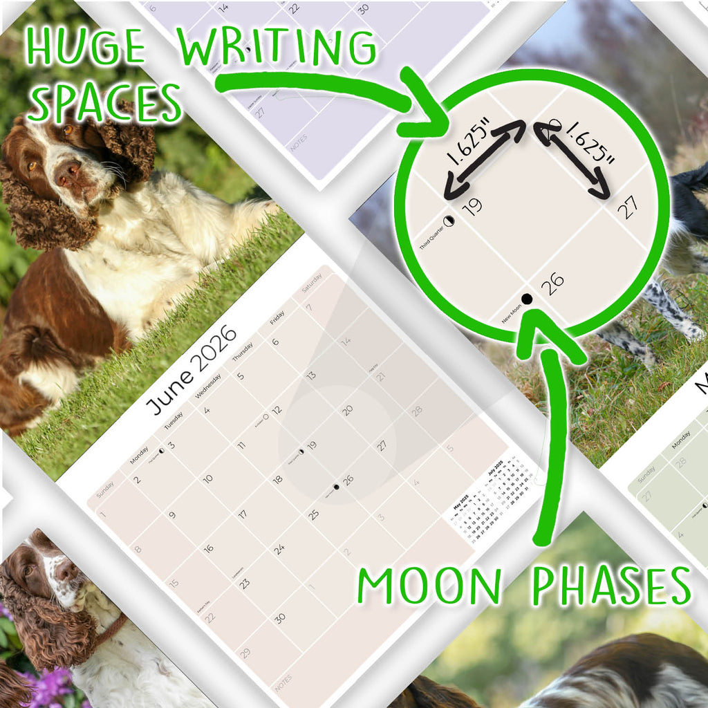 English Springer Spaniel (US) Wall Calendar 2026