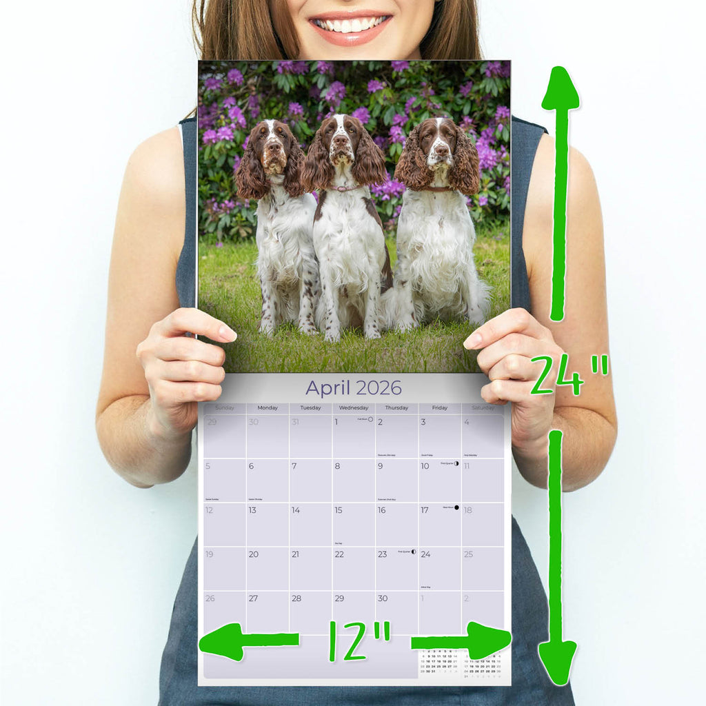 English Springer Spaniel (US) Wall Calendar 2026