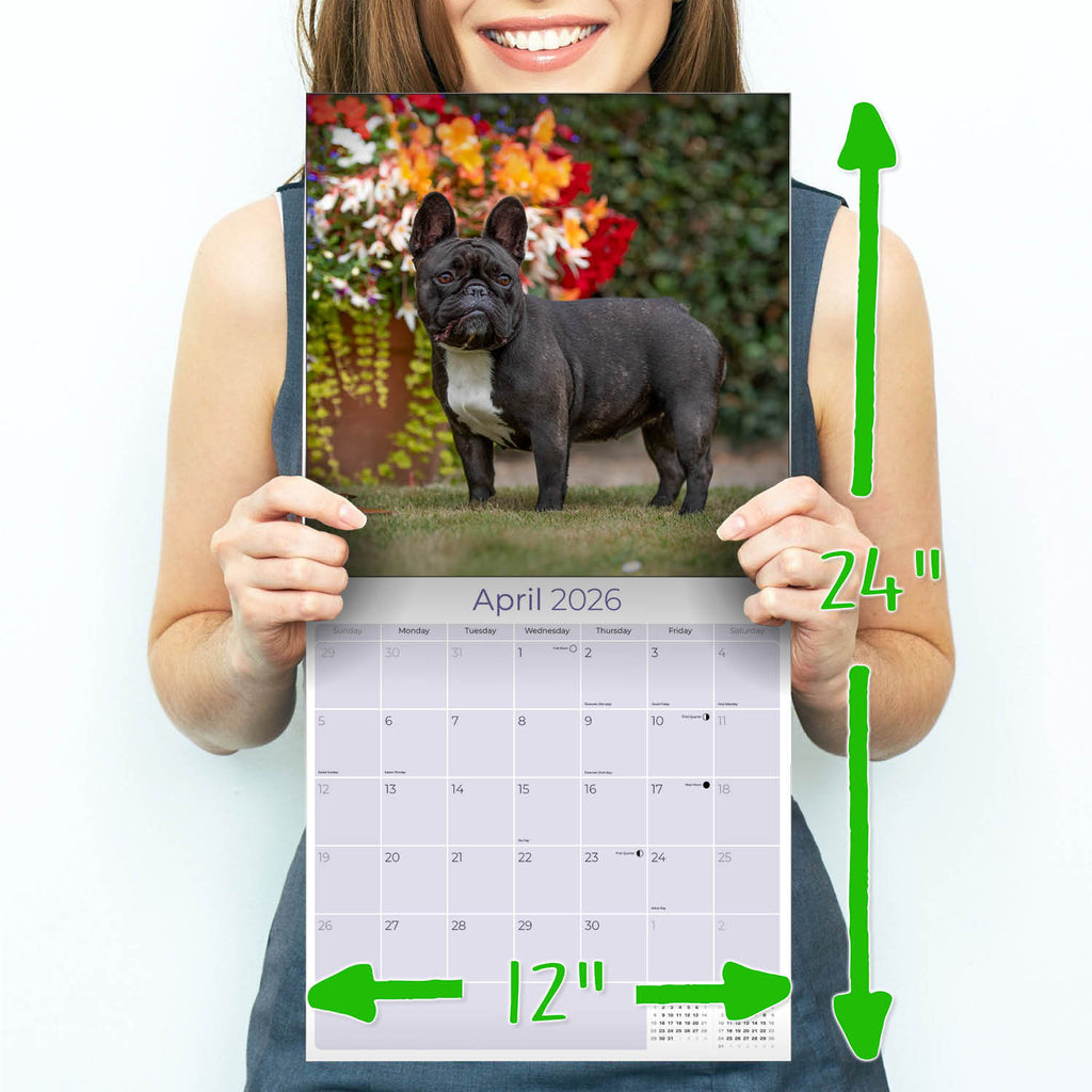 French Bulldog Wall Calendar 2026