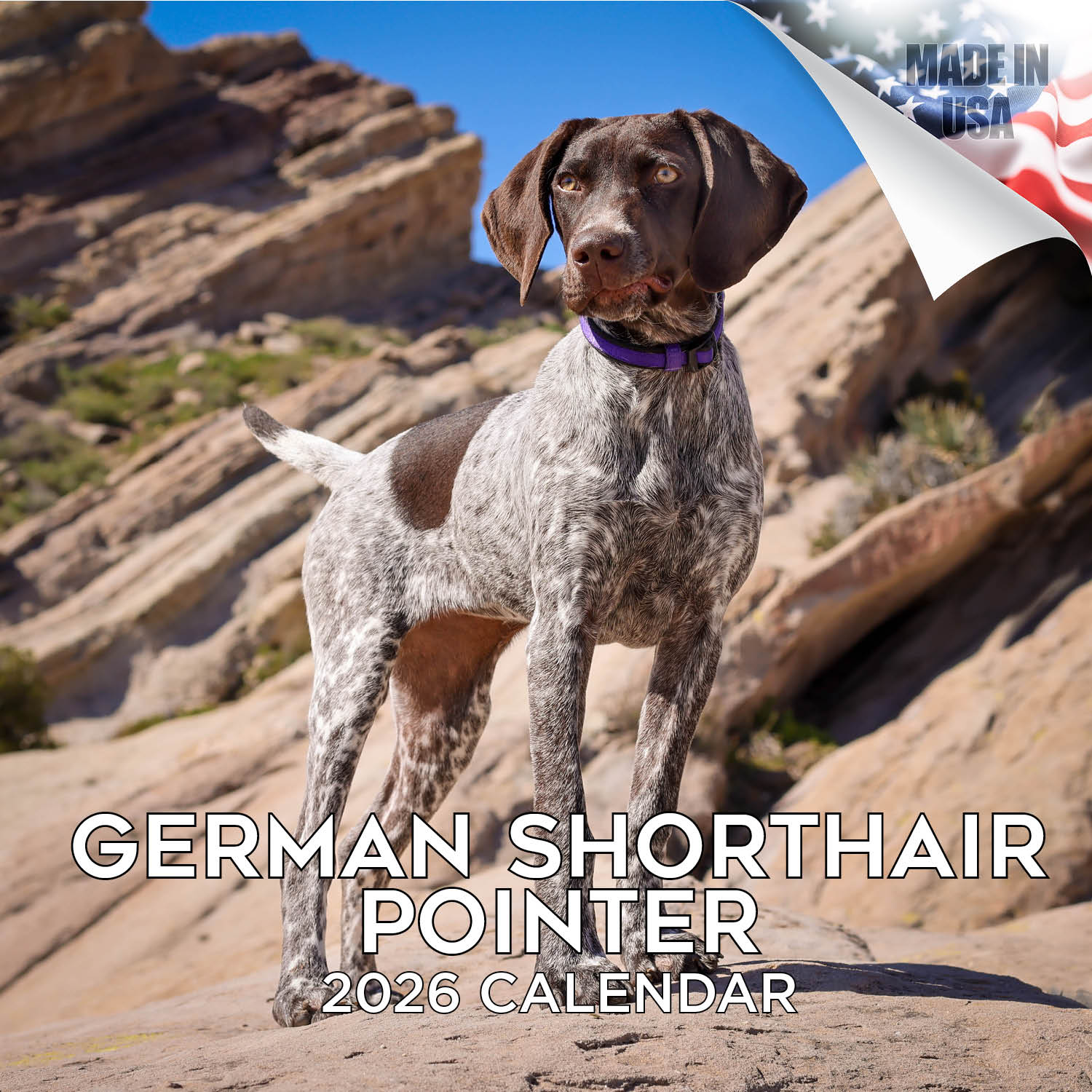 German Shorthaired Pointer Wall Calendar 2026
