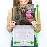 German Shorthaired Pointer Wall Calendar 2026