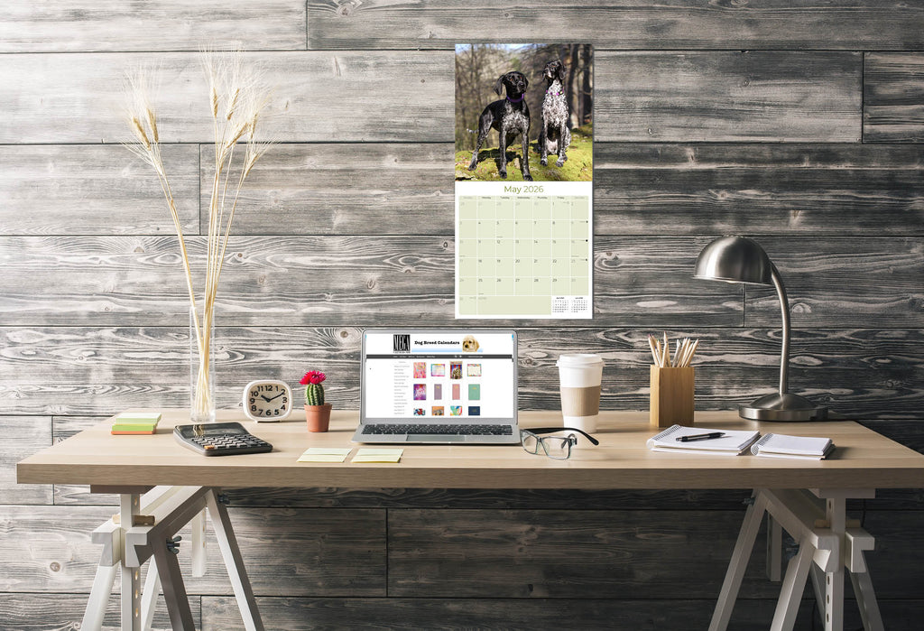 German Shorthaired Pointer Wall Calendar 2026