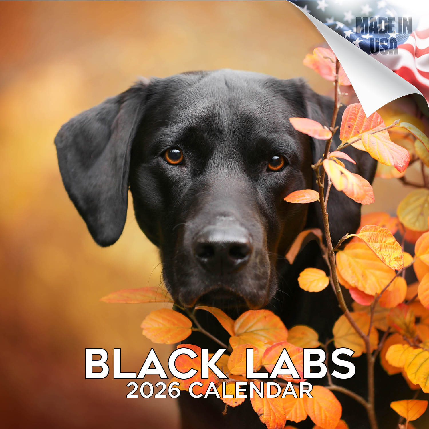 Black Labrador Retriever Wall Calendar 2026