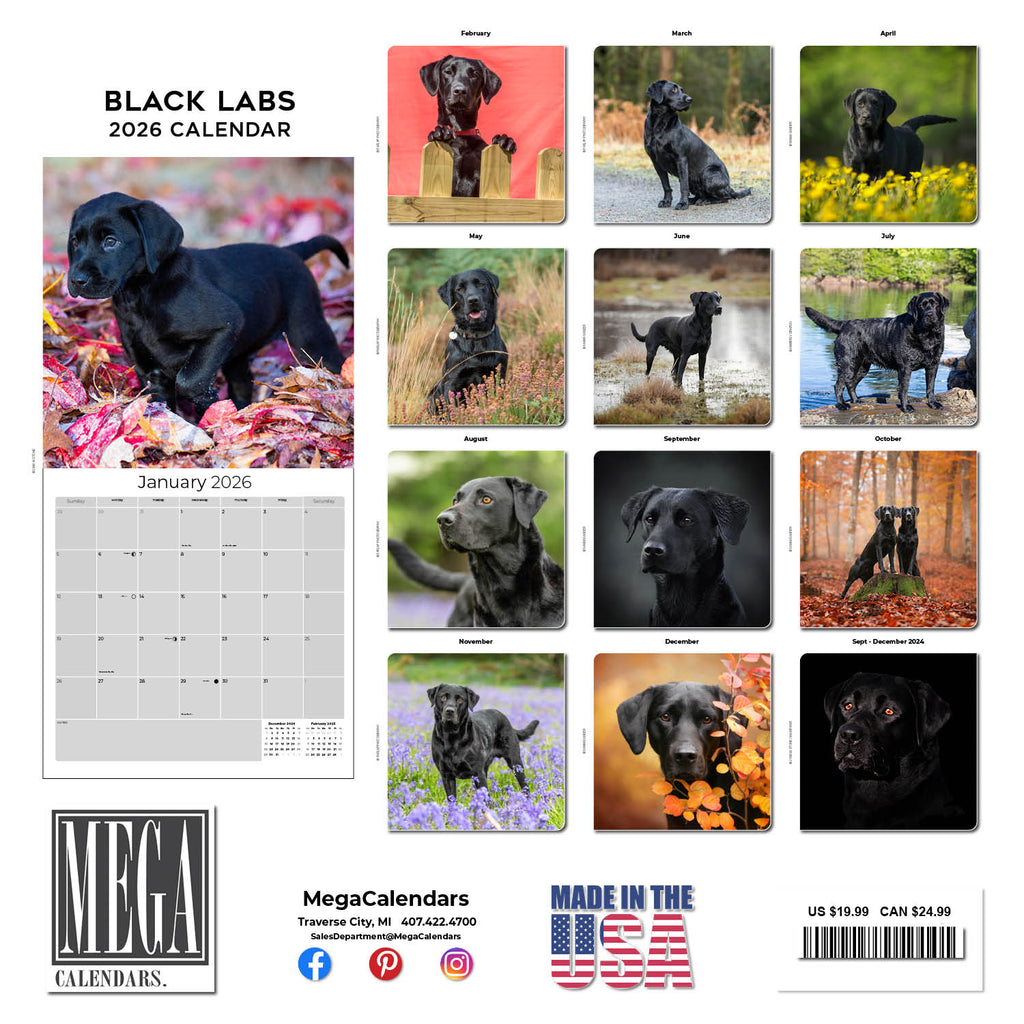 Black Labrador Retriever Wall Calendar 2026
