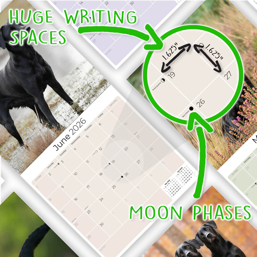 Black Labrador Retriever Wall Calendar 2026