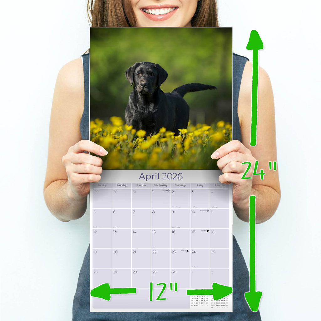 Black Labrador Retriever Wall Calendar 2026