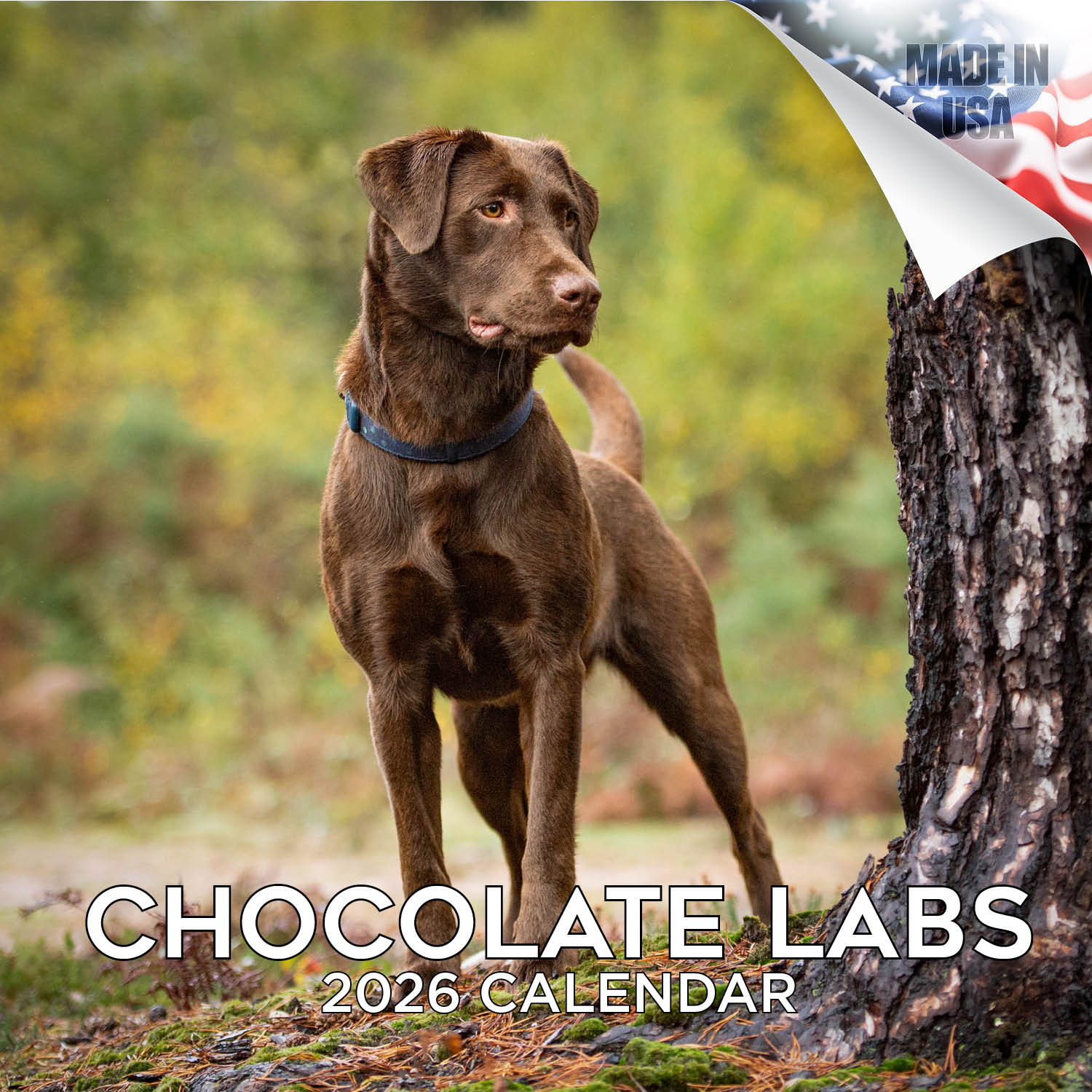 Chocolate Lab Retriever Wall Calendar 2026