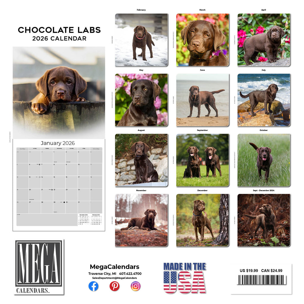 Chocolate Lab Retriever Wall Calendar 2026