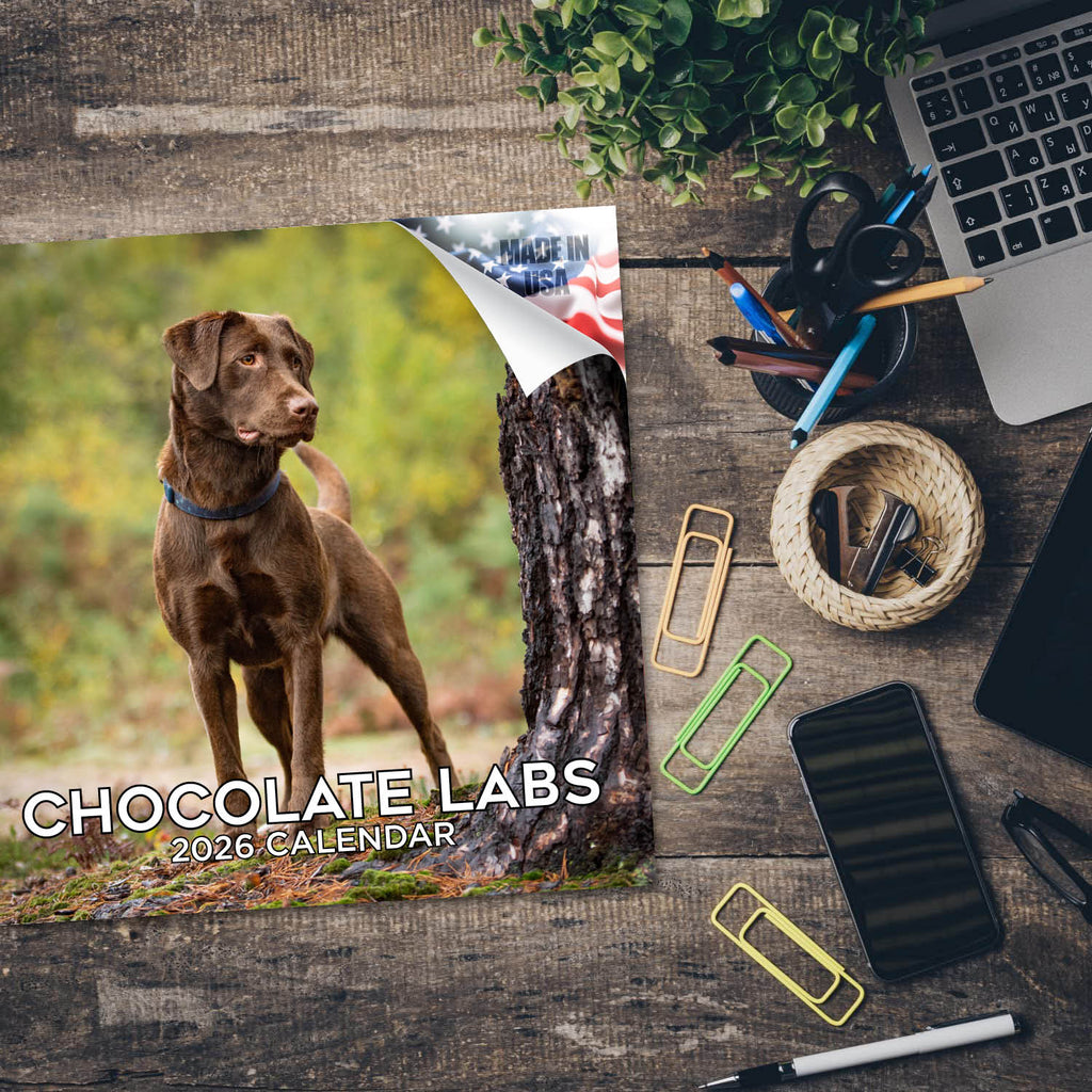 Chocolate Lab Retriever Wall Calendar 2026