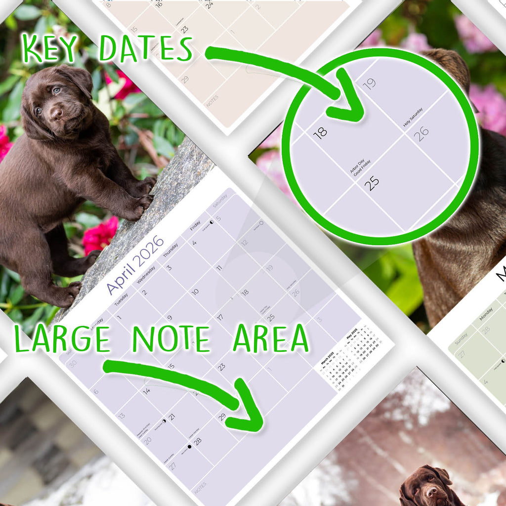 Chocolate Lab Retriever Wall Calendar 2026