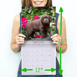 Chocolate Lab Retriever Wall Calendar 2026