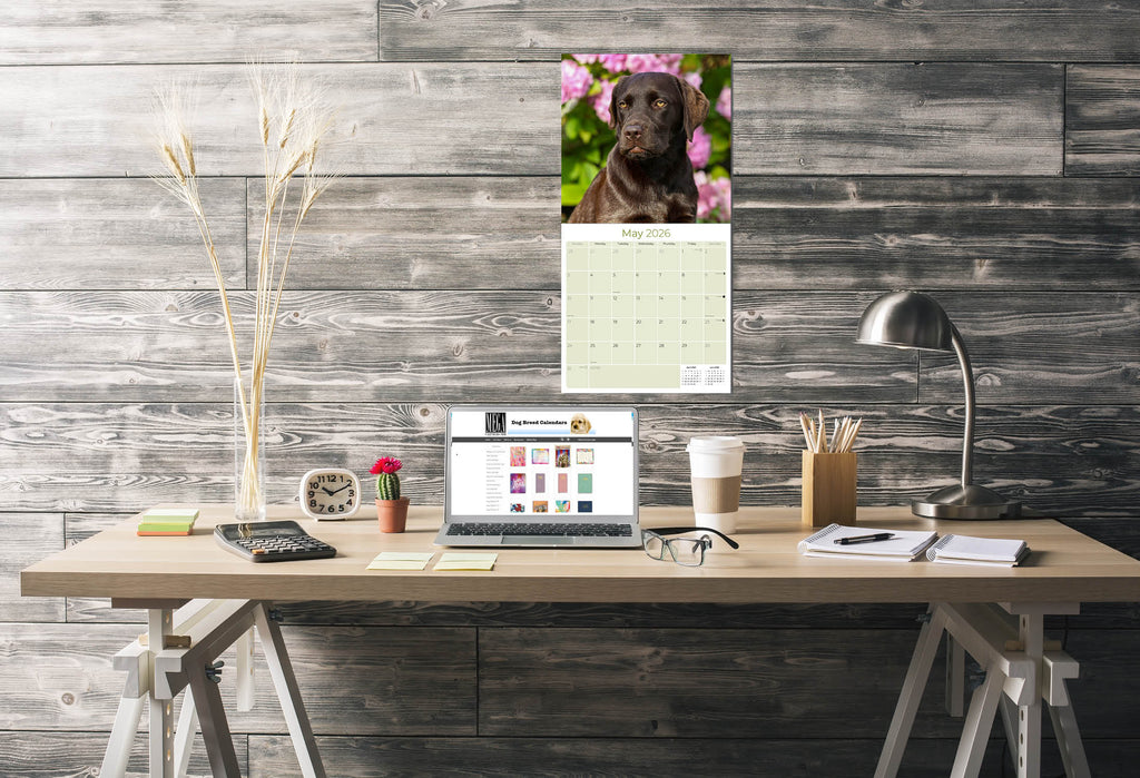 Chocolate Lab Retriever Wall Calendar 2026
