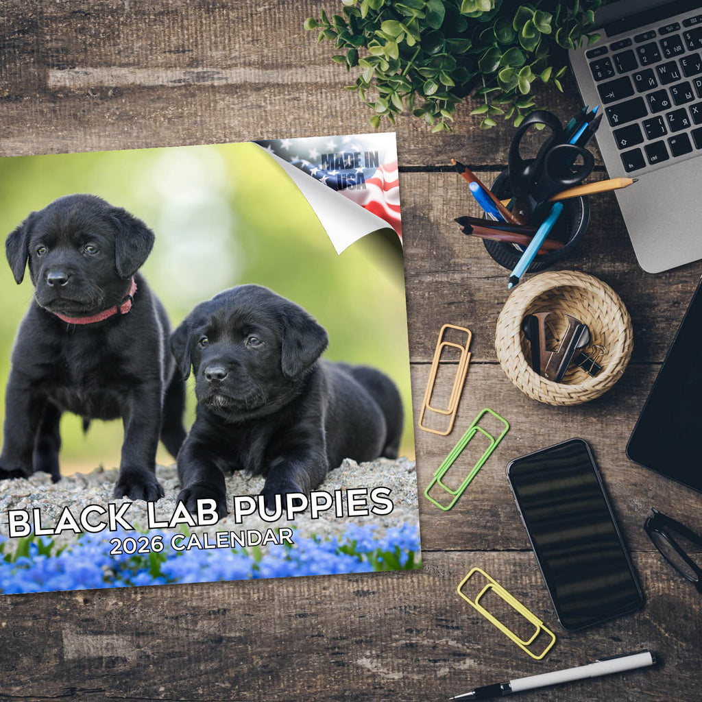 Black Labrador Puppies Wall Calendar 2026