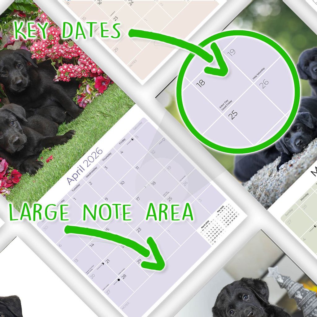 Black Labrador Puppies Wall Calendar 2026