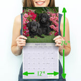 Black Labrador Puppies Wall Calendar 2026