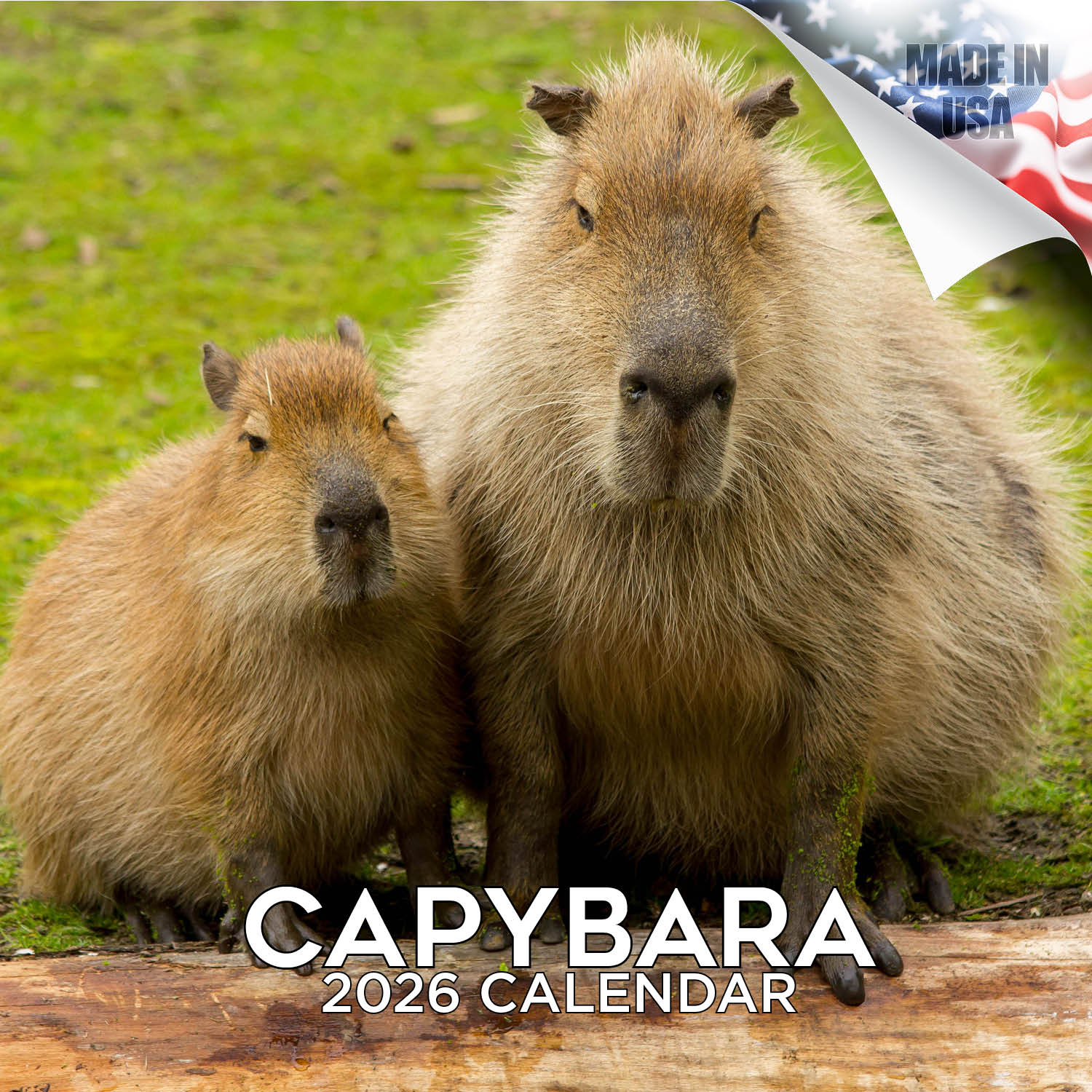 Capybara Calendar 2026