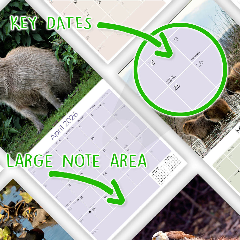 Capybara Calendar 2026