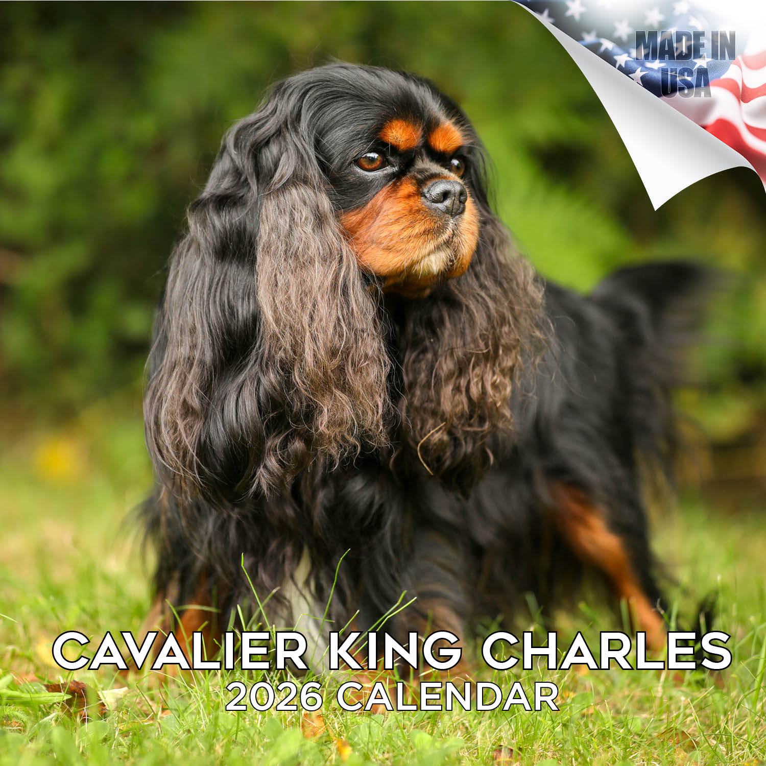 Cavalier King Charles Wall Calendar 2026