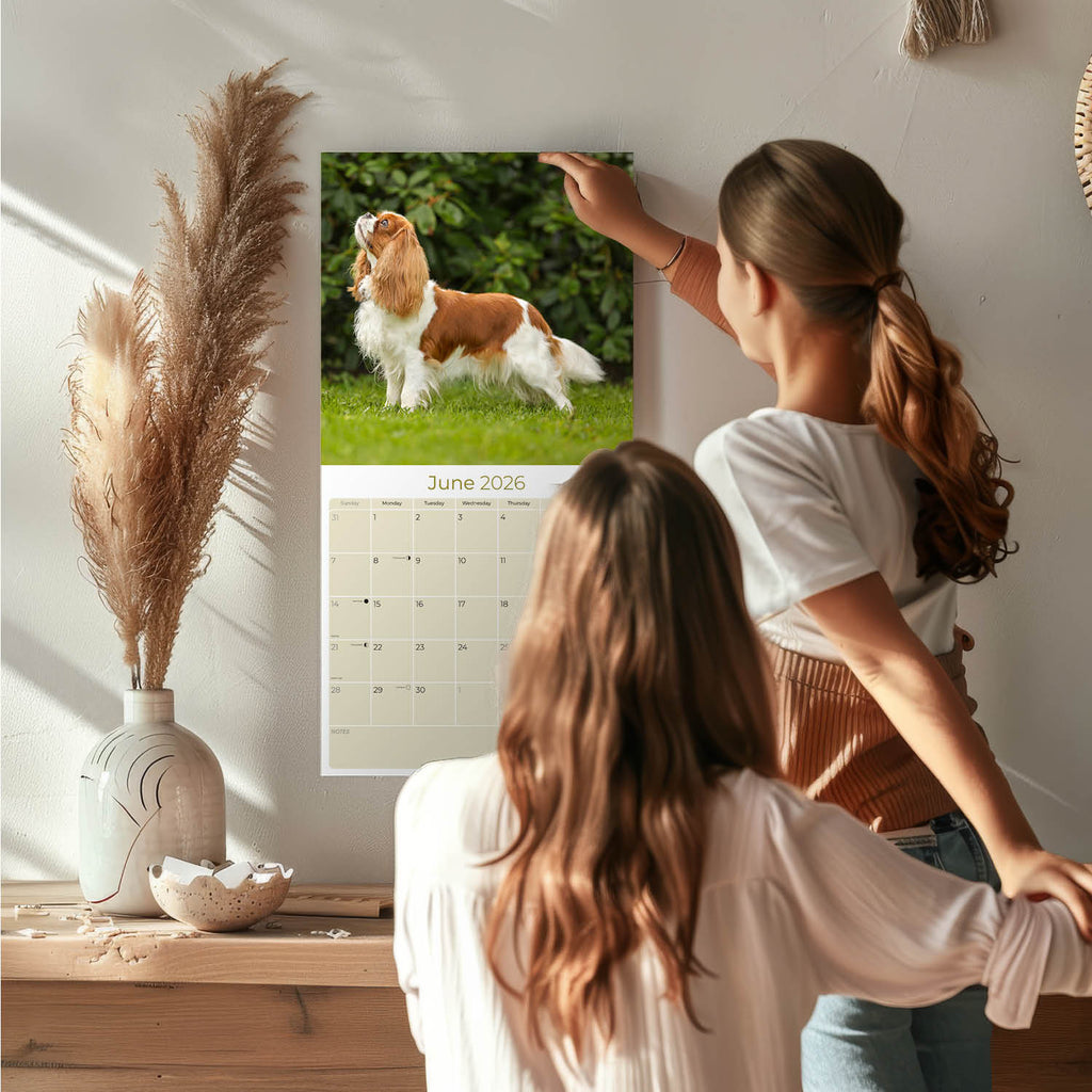 Cavalier King Charles Wall Calendar 2026