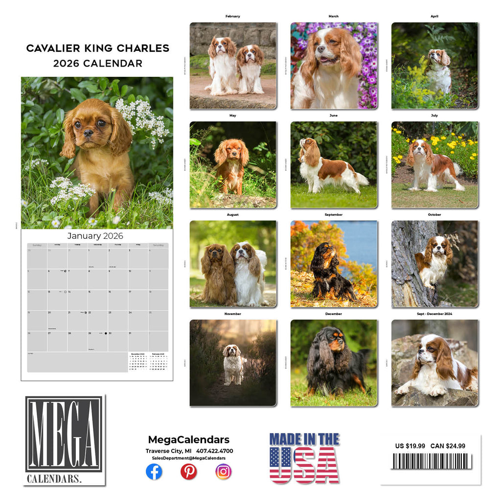 Cavalier King Charles Wall Calendar 2026