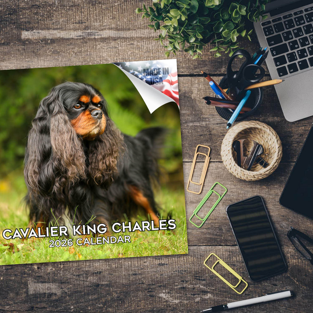 Cavalier King Charles Wall Calendar 2026