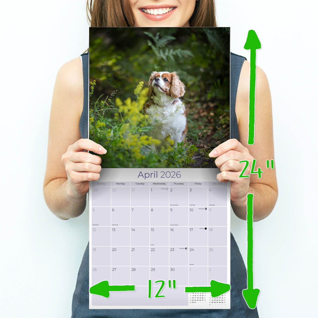 Cavalier King Charles Wall Calendar 2026