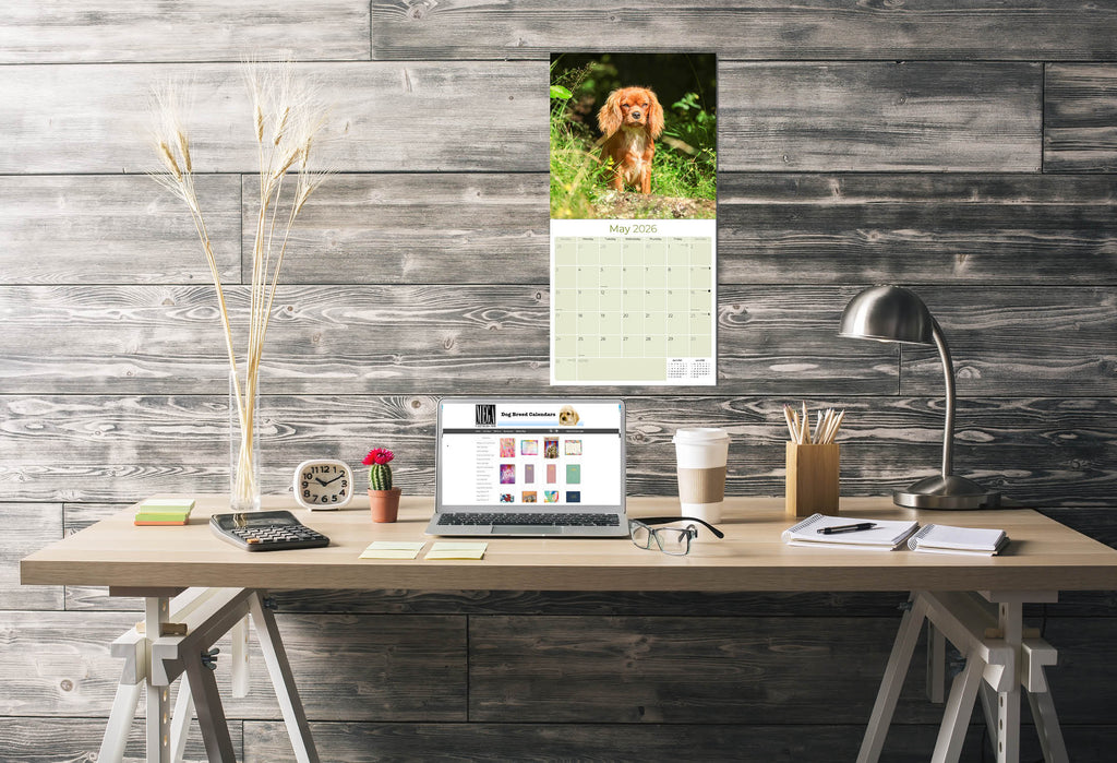 Cavalier King Charles Wall Calendar 2026