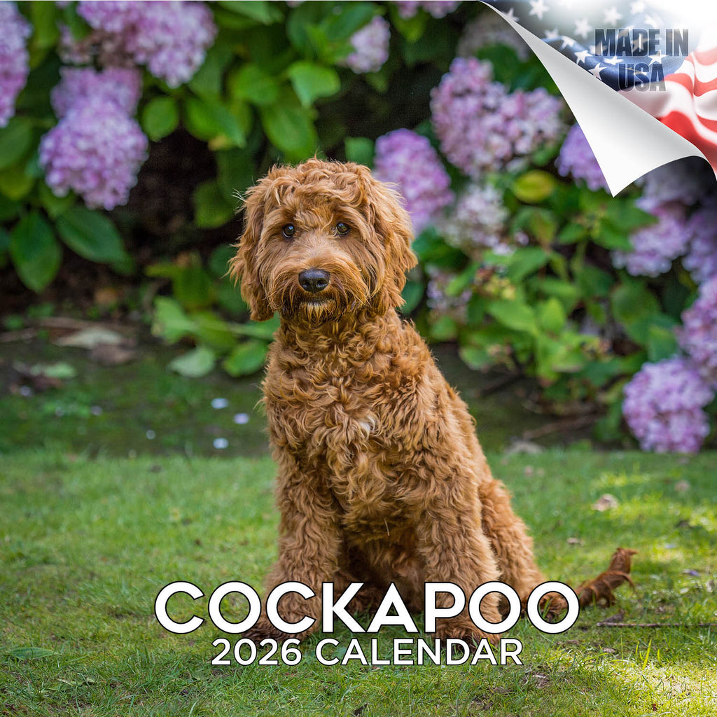 Cockapoo Wall Calendar 2026