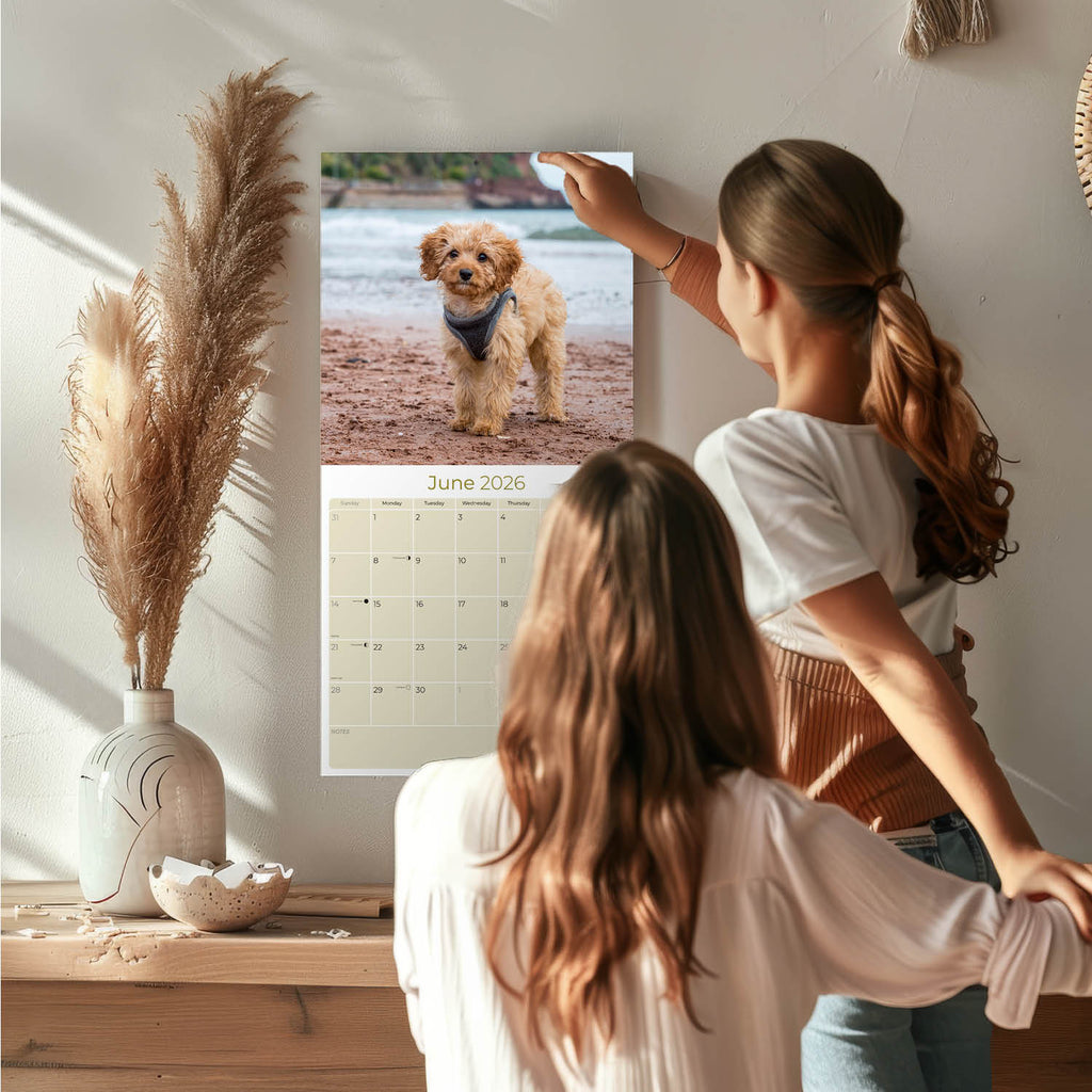 Cockapoo Wall Calendar 2026