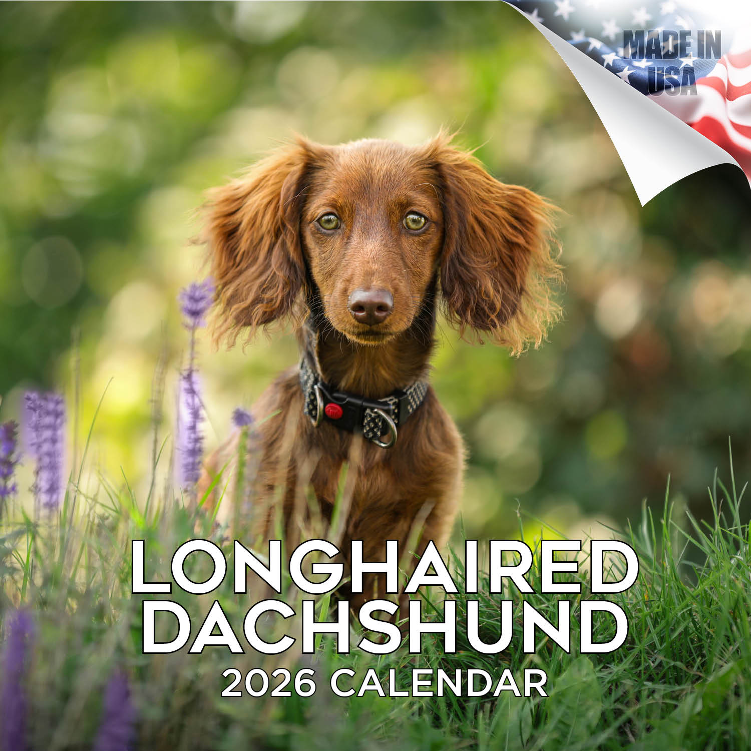 Dachshund (Longhaired) Wall Calendar 2026