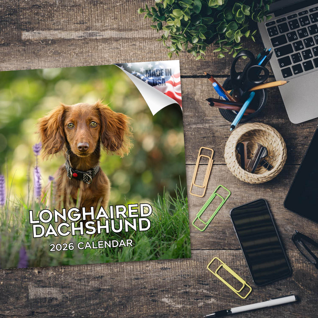 Dachshund (Longhaired) Wall Calendar 2026