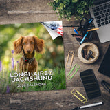 Dachshund (Longhaired) Wall Calendar 2026
