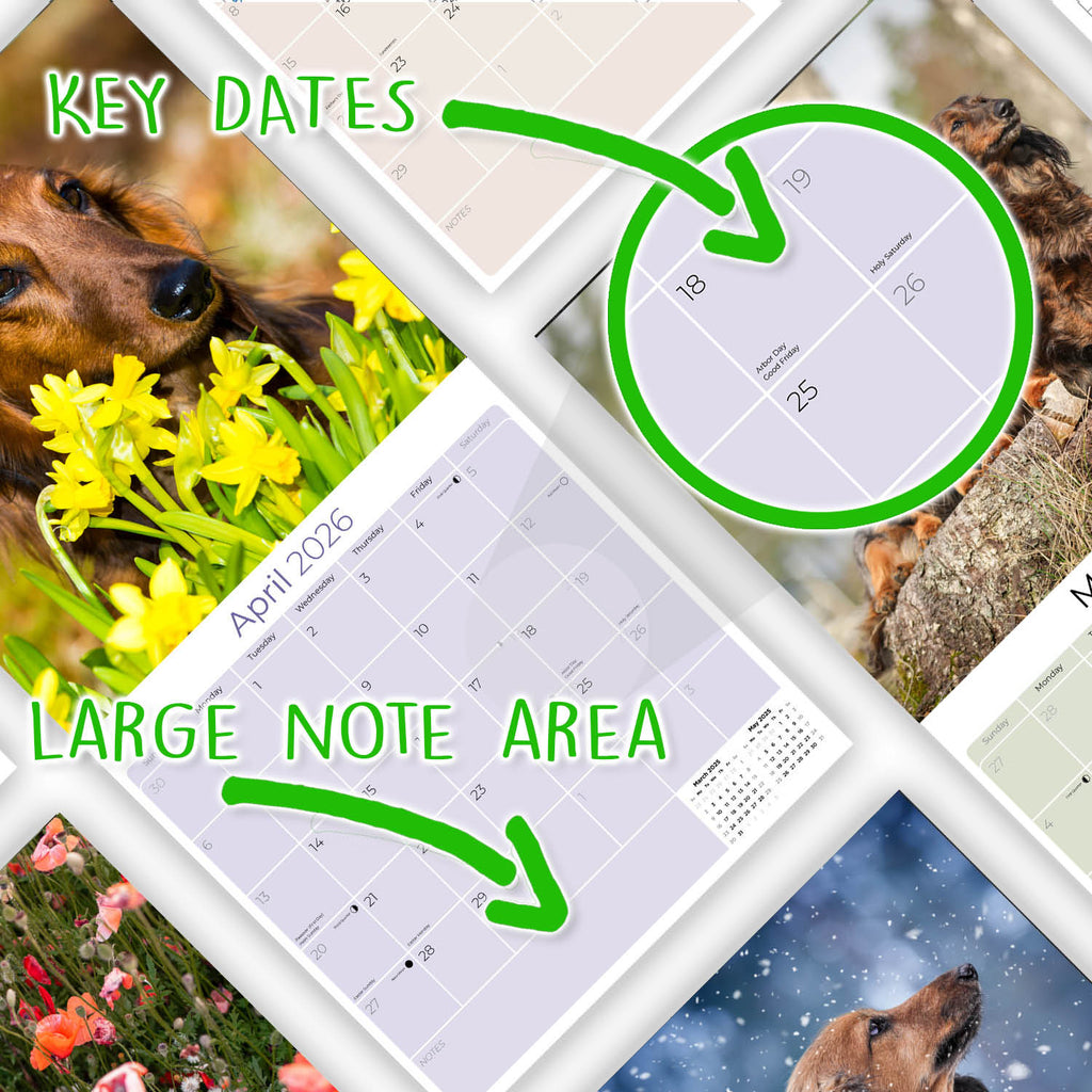 Dachshund (Longhaired) Wall Calendar 2026