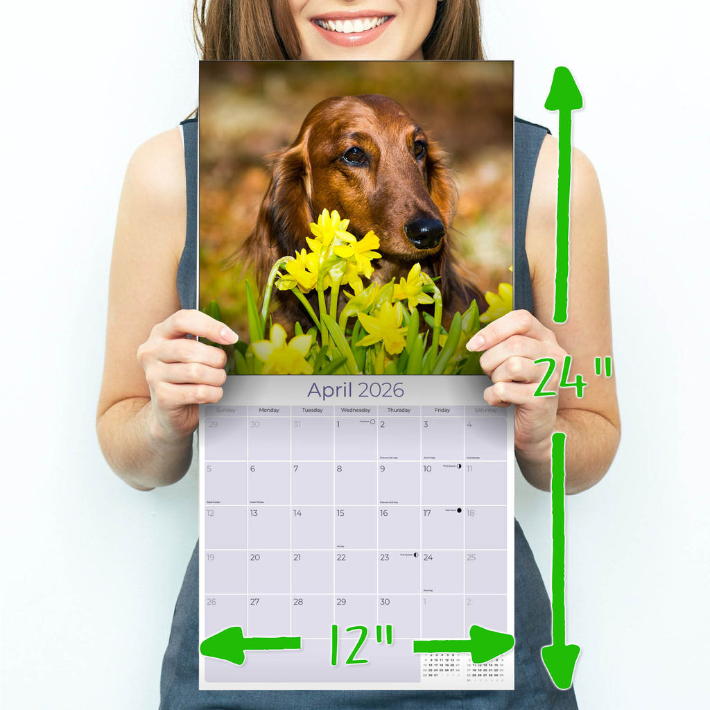 Dachshund (Longhaired) Wall Calendar 2026