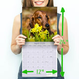 Dachshund (Longhaired) Wall Calendar 2026