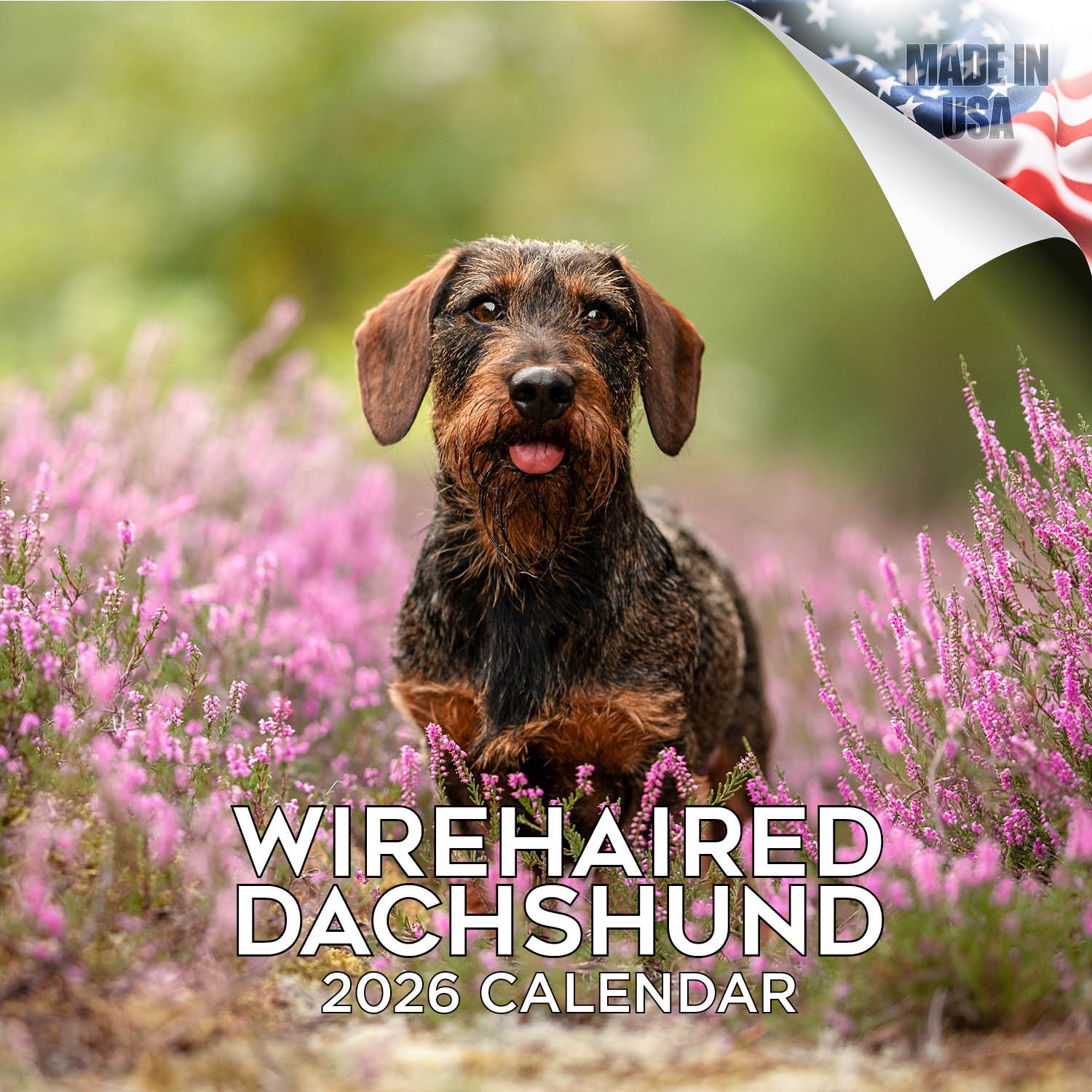 Dachshund (Wirehaired) Wall Calendar 2026