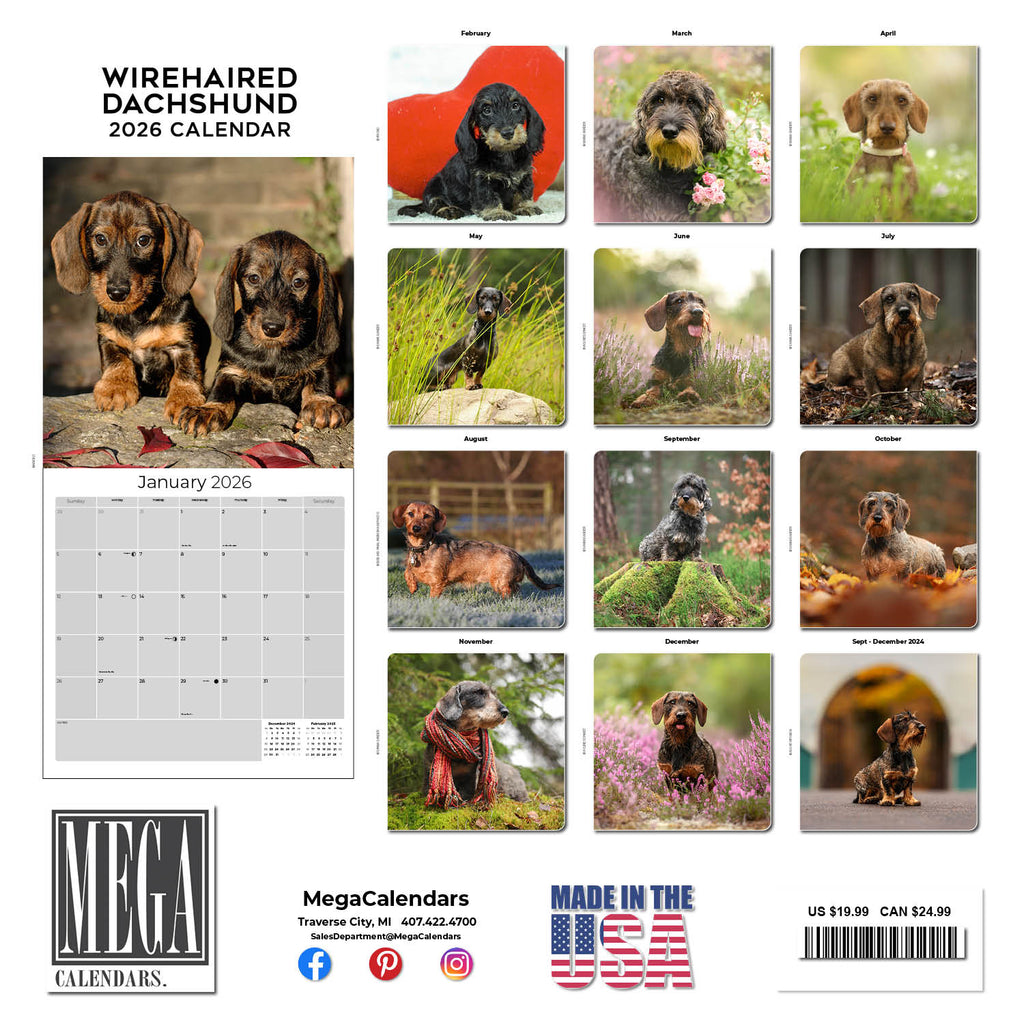 Dachshund (Wirehaired) Wall Calendar 2026