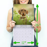 Dachshund (Wirehaired) Wall Calendar 2026