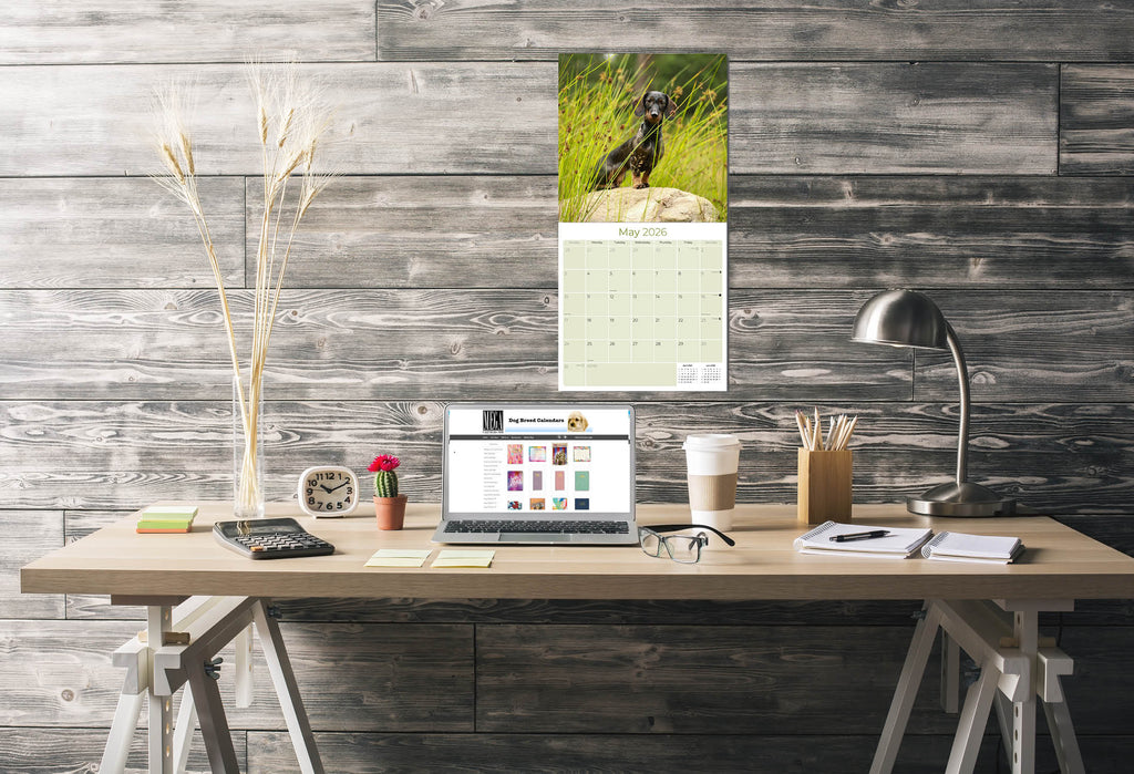 Dachshund (Wirehaired) Wall Calendar 2026