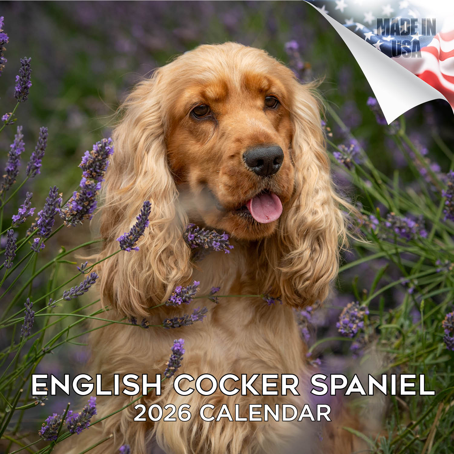 English Cocker Spaniel Wall Calendar 2026