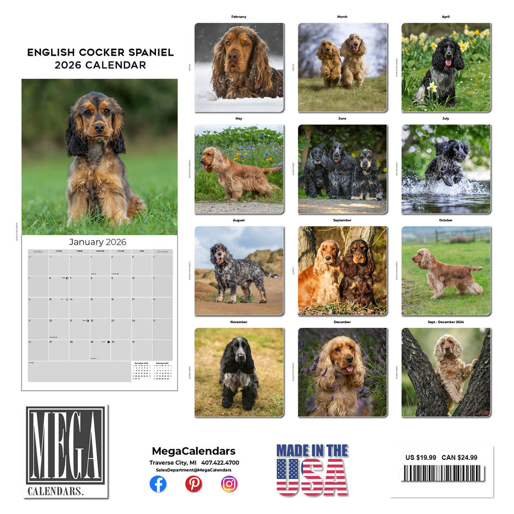 English Cocker Spaniel Wall Calendar 2026